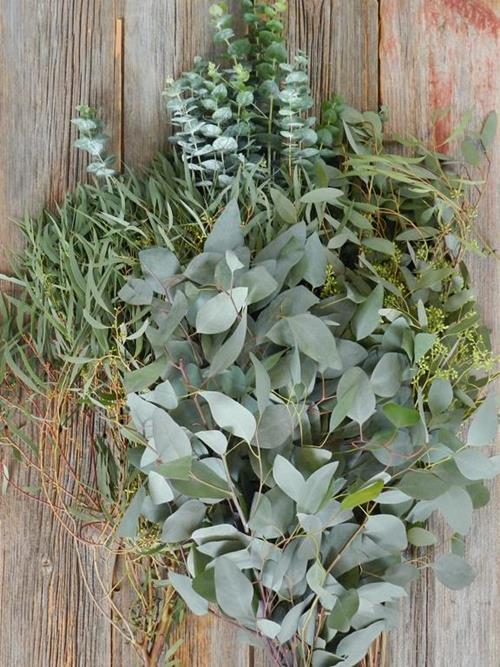  ASSORTED EUCALYPTUS